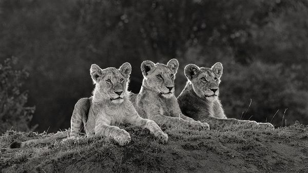 Africa-Kenya-Maasai Mara National Reserve Three resting lions